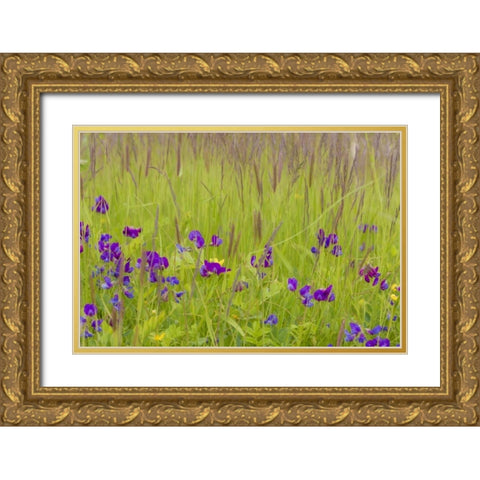 Alaska, Glacier Bay NP flowers in grassy meadow Gold Ornate Wood Framed Art Print with Double Matting by Paulson, Don