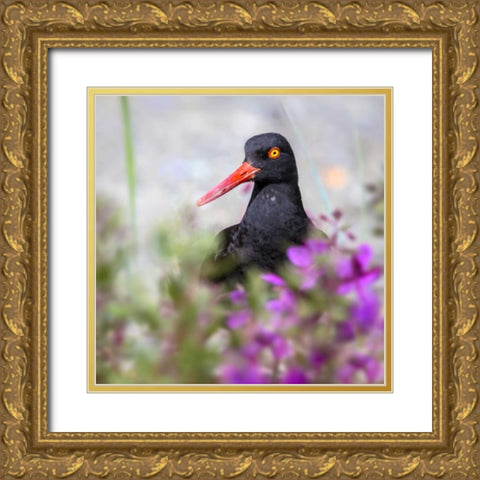 AK, Glacier Bay Black oyster catcher and flowers Gold Ornate Wood Framed Art Print with Double Matting by Paulson, Don