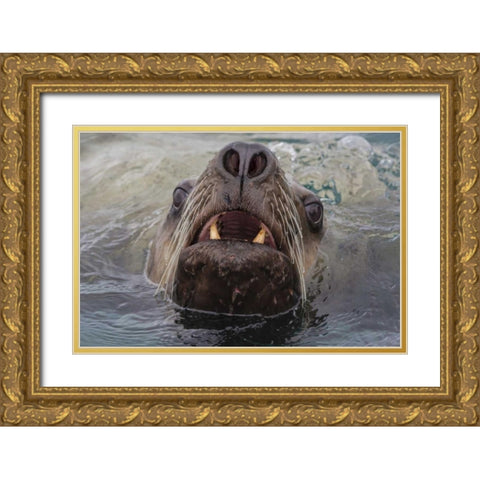 Alaska, Glacier Bay NP Stellar sea lion in water Gold Ornate Wood Framed Art Print with Double Matting by Paulson, Don