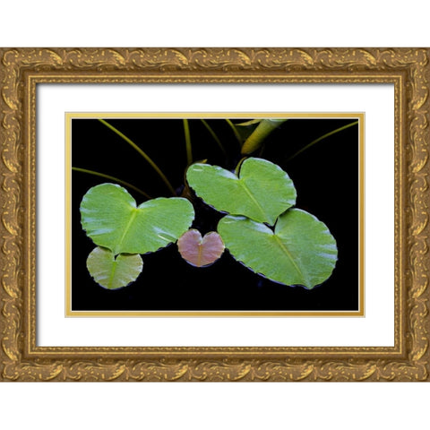 AK, Glacier Bay NP Pond lily in Dundas Bay Gold Ornate Wood Framed Art Print with Double Matting by Paulson, Don