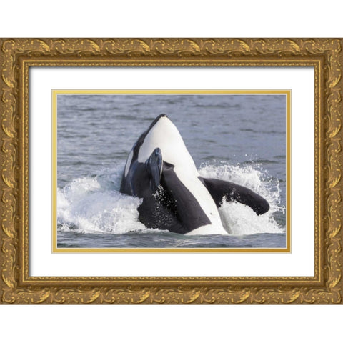USA, Alaska Orca whale breaching Gold Ornate Wood Framed Art Print with Double Matting by Paulson, Don