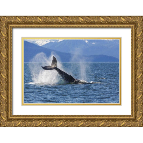 USA, Alaska Orca whale, tail lobbing Gold Ornate Wood Framed Art Print with Double Matting by Paulson, Don