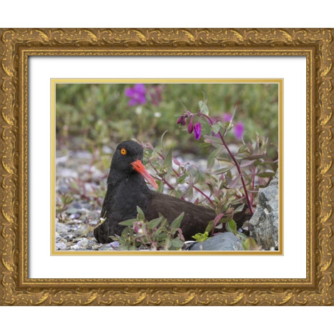 AK, Glacier Bay Black oyster catcher and flowers Gold Ornate Wood Framed Art Print with Double Matting by Paulson, Don