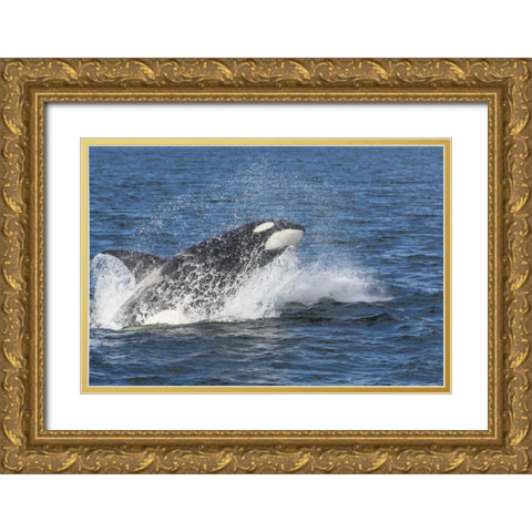 Alaska Orca whale breaching Gold Ornate Wood Framed Art Print with Double Matting by Paulson, Don