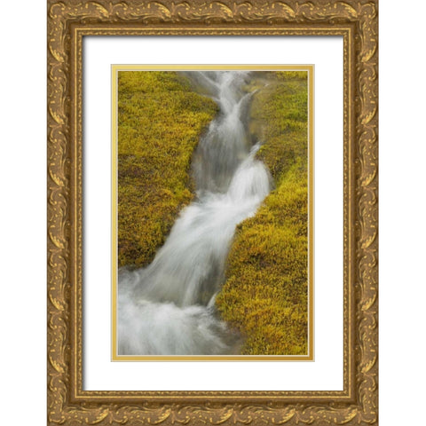 AK, Glacier Bay NP Stream cascade amid moss Gold Ornate Wood Framed Art Print with Double Matting by Paulson, Don