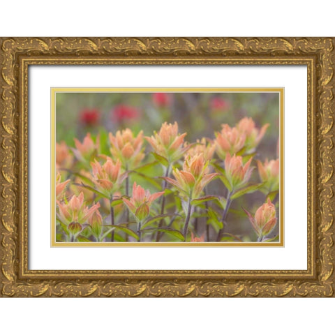Alaska, Glacier Bay NP Indian paintbrush flowers Gold Ornate Wood Framed Art Print with Double Matting by Paulson, Don