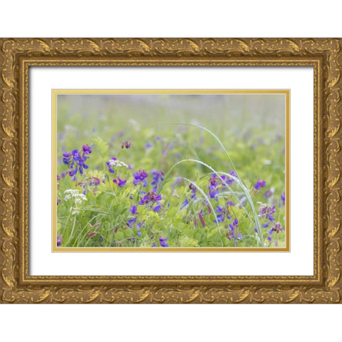 Alaska, Glacier Bay NP Wildflowers in meadow Gold Ornate Wood Framed Art Print with Double Matting by Paulson, Don