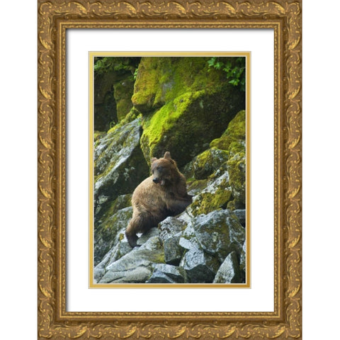 USA, Alaska Young grizzly bear on rocky slope Gold Ornate Wood Framed Art Print with Double Matting by Rotenberg, Nancy