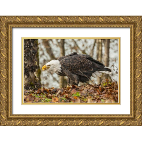 Alaska, Chilkat Preserve Bald eagle on ground Gold Ornate Wood Framed Art Print with Double Matting by Illg, Cathy and Gordon