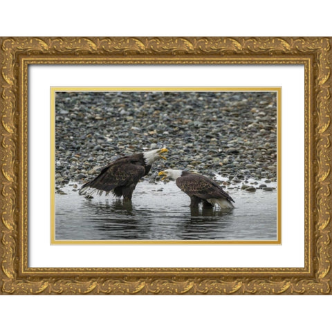 AK, Chilkat Bald eagles calling Gold Ornate Wood Framed Art Print with Double Matting by Illg, Cathy and Gordon