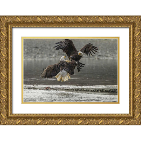 AK, Chilkat Bald eagles fighting in the air Gold Ornate Wood Framed Art Print with Double Matting by Illg, Cathy and Gordon
