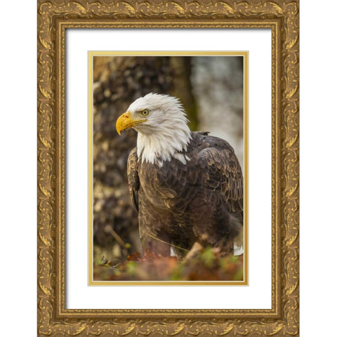 Alaska, Chilkat Preserve Bald eagle on ground Gold Ornate Wood Framed Art Print with Double Matting by Illg, Cathy and Gordon