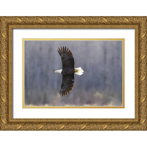 Alaska, Chilkat Preserve Bald eagle in flight Gold Ornate Wood Framed Art Print with Double Matting by Illg, Cathy and Gordon