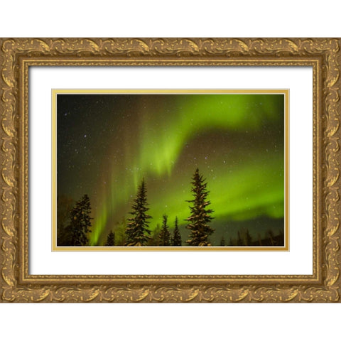 USA, Alaska Aurora borealis over spruce forest Gold Ornate Wood Framed Art Print with Double Matting by Illg, Cathy and Gordon