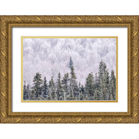 Alaska-Fairbanks Frosty forest landscape Gold Ornate Wood Framed Art Print with Double Matting by Jaynes Gallery
