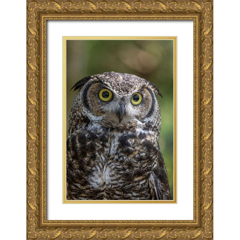 Alaska-Sitka Great horned owl at Alaska Raptor Center  Gold Ornate Wood Framed Art Print with Double Matting by Jaynes Gallery