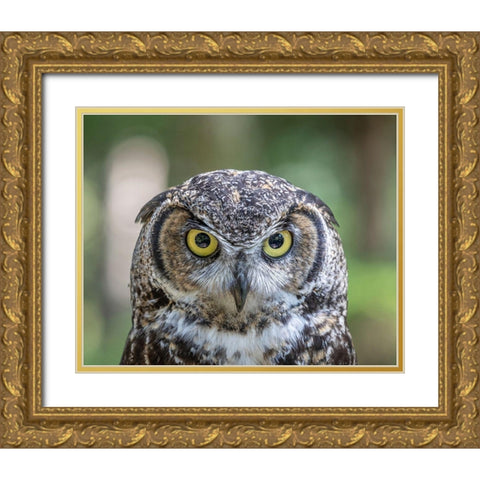 Alaska-Sitka Great horned owl at Alaska Raptor Center  Gold Ornate Wood Framed Art Print with Double Matting by Jaynes Gallery