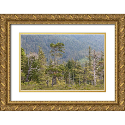 Alaska-Starrigavan Valley Forest landscape  Gold Ornate Wood Framed Art Print with Double Matting by Jaynes Gallery