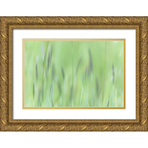 Alaska-Tongass National Forest Abstract of meadow grass  Gold Ornate Wood Framed Art Print with Double Matting by Jaynes Gallery