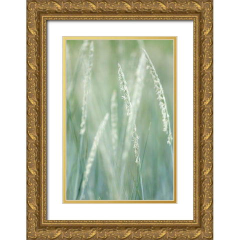 Alaska-Tongass National Forest Abstract of beach rye grass  Gold Ornate Wood Framed Art Print with Double Matting by Jaynes Gallery