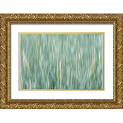 Alaska-Tongass National Forest Abstract of meadow grass  Gold Ornate Wood Framed Art Print with Double Matting by Jaynes Gallery