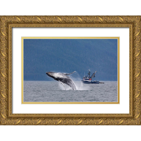Alaska-Chatham Strait Breaching humpback whale near fishing boat  Gold Ornate Wood Framed Art Print with Double Matting by Jaynes Gallery