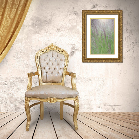 Alaska-Juneau Sunlit grass in meadow  Gold Ornate Wood Framed Art Print with Double Matting by Jaynes Gallery