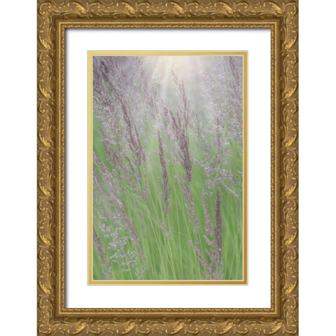 Alaska-Juneau Sunlit grass in meadow  Gold Ornate Wood Framed Art Print with Double Matting by Jaynes Gallery