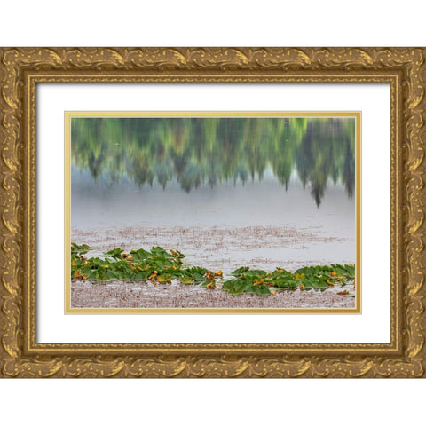 Alaska-Sitka Forest reflection in Swan Lake  Gold Ornate Wood Framed Art Print with Double Matting by Jaynes Gallery