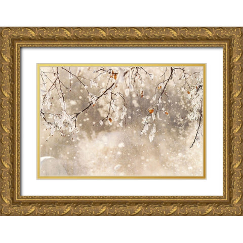 Alaska Close-up of frost falling from branches in winter Gold Ornate Wood Framed Art Print with Double Matting by Jaynes Gallery
