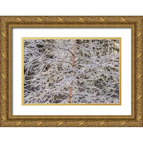 Alaska Frost-covered tree limbs Gold Ornate Wood Framed Art Print with Double Matting by Jaynes Gallery