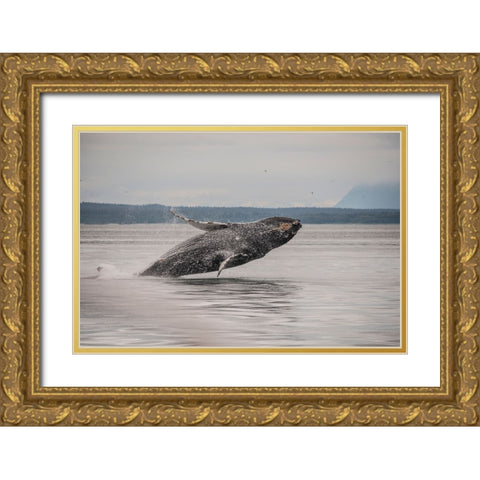 Usa-Alaska Humpback whales jumping and breaching Gold Ornate Wood Framed Art Print with Double Matting by Sederquist, Betty
