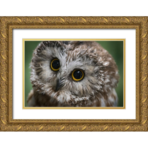 Usa-Alaska This tiny saw-whet owl is a permanent resident of the Alaska Raptor Center Gold Ornate Wood Framed Art Print with Double Matting by Sederquist, Betty