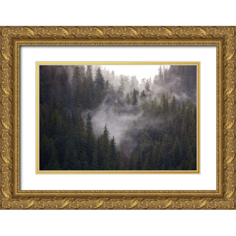 Usa-Alaska Wisps of fog dance among trees in this Alaska rainforest scene on Admiralty Island Gold Ornate Wood Framed Art Print with Double Matting by Sederquist, Betty