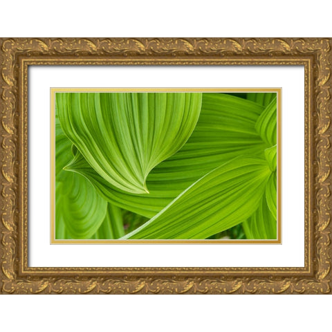 Usa-Alaska False hellebore-also known as corn lily Gold Ornate Wood Framed Art Print with Double Matting by Sederquist, Betty