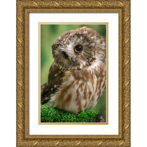 Usa-Alaska This tiny saw-whet owl is a permanent resident of the Alaska Raptor Center in Sitka Gold Ornate Wood Framed Art Print with Double Matting by Sederquist, Betty