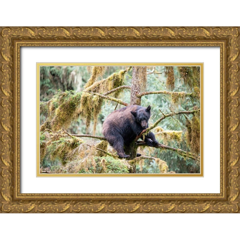 Black bear cub finds safety in a tree at Anan Creek. Gold Ornate Wood Framed Art Print with Double Matting by Sederquist, Betty