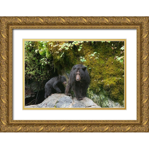 Black bear cub following its mama at Anan Creek. Gold Ornate Wood Framed Art Print with Double Matting by Sederquist, Betty