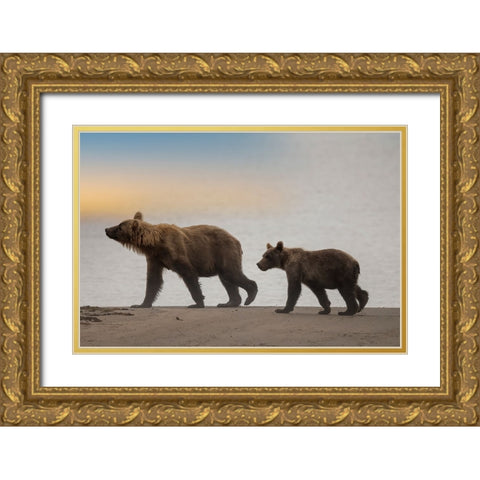 Brown bear cub and sow walk a Cook Inlet beach. Gold Ornate Wood Framed Art Print with Double Matting by Sederquist, Betty