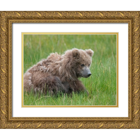 Brown bear cub eating sedge grasses. Gold Ornate Wood Framed Art Print with Double Matting by Sederquist, Betty