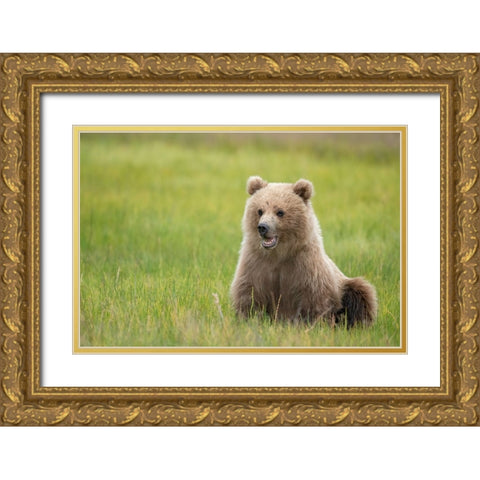 Brown bear cub eating sedge grasses. Gold Ornate Wood Framed Art Print with Double Matting by Sederquist, Betty