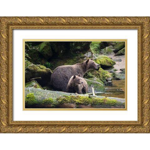 Brown bear cub staying close to mom at Anan Creek. Gold Ornate Wood Framed Art Print with Double Matting by Sederquist, Betty
