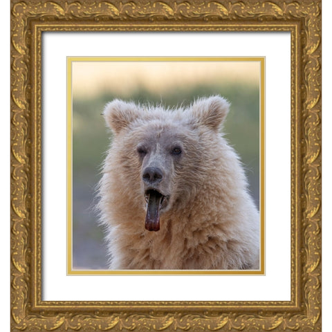 Brown bear cub sticking out its tongue. Gold Ornate Wood Framed Art Print with Double Matting by Sederquist, Betty