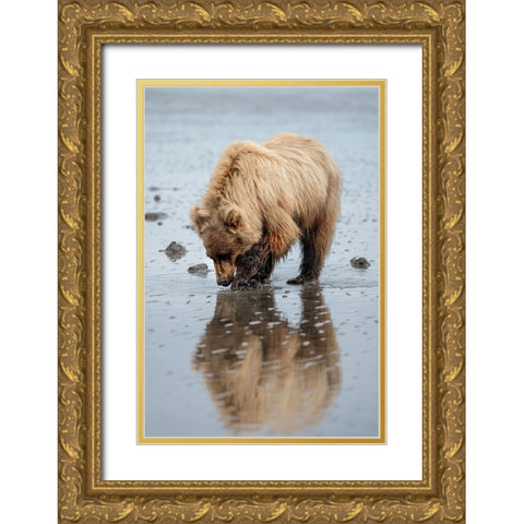 Brown bear digs for clams in the mud of Cook Inlet. Gold Ornate Wood Framed Art Print with Double Matting by Sederquist, Betty