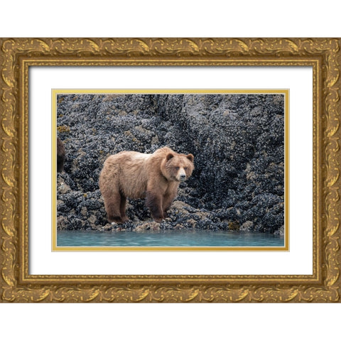 a brown bear looking for food at low tide- Muir Inlet- Glacier Bay. Gold Ornate Wood Framed Art Print with Double Matting by Sederquist, Betty