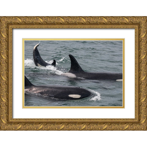 An orca family swimming along Icy Strait- Alaska. Gold Ornate Wood Framed Art Print with Double Matting by Sederquist, Betty