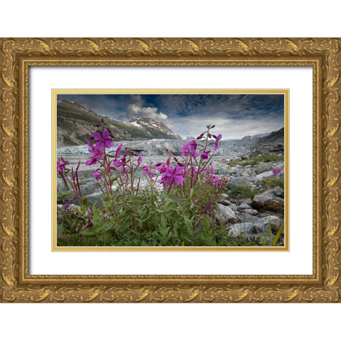 Beach beauty flowers thriving near the terminus of Reid Glacier- Glacier Bay. Gold Ornate Wood Framed Art Print with Double Matting by Sederquist, Betty