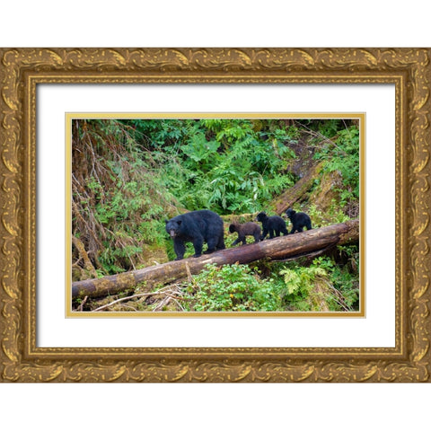 Black bear triplets follow mom at Anan Creek. Gold Ornate Wood Framed Art Print with Double Matting by Sederquist, Betty