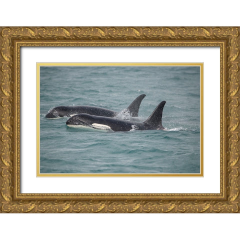 Fast swimming orcas make their way along Icy Strait. Gold Ornate Wood Framed Art Print with Double Matting by Sederquist, Betty