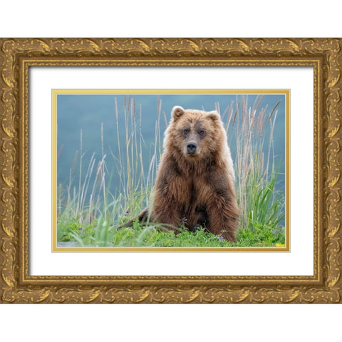 Bear cub poses on the beach of Cook Inlet. Gold Ornate Wood Framed Art Print with Double Matting by Sederquist, Betty